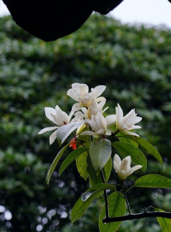 深山含笑什么科什么属