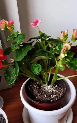 家庭养花用生根粉