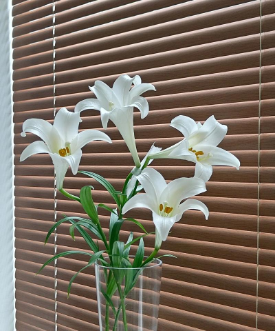 麝香百合开完花后怎么处理