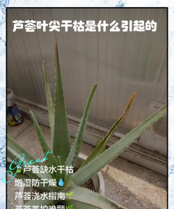 芦荟四周有点枯萎怎么办 芦荟四周有点枯萎怎么办