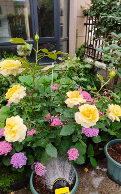 家庭养花用生根粉