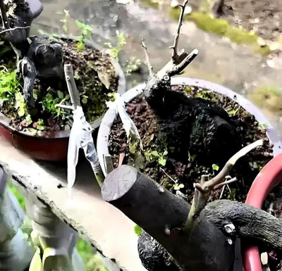 家庭养花用生根粉