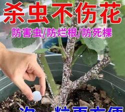 家庭养花用生根粉