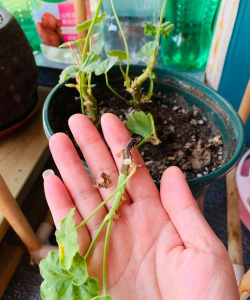 家庭养花用生根粉