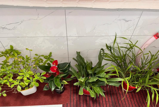 家庭养花用生根粉