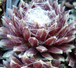 大红卷绢长残了怎么回事