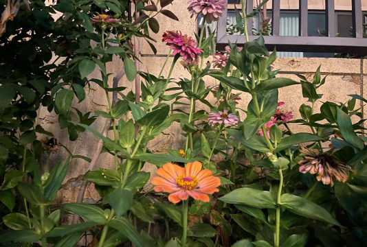 家庭养花用生根粉