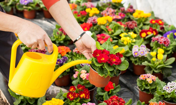 家庭养花用生根粉