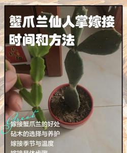 仙人掌怎么和仙人掌嫁接