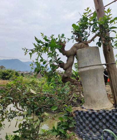 两面针盆栽怎么养殖技术