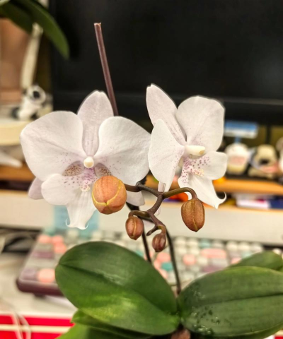 白雪公主烂根了怎么办