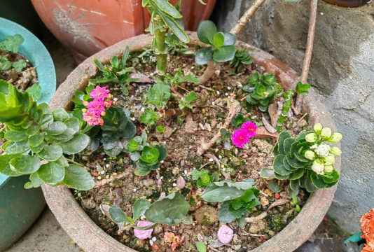 家庭养花用生根粉