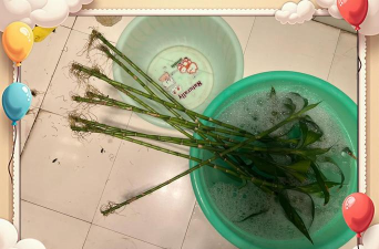 家庭养花用生根粉