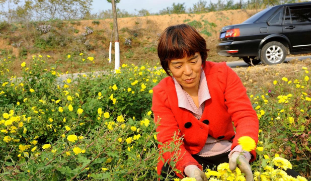 家庭养花用生根粉