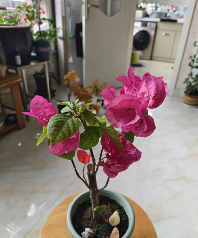 家庭养花用生根粉