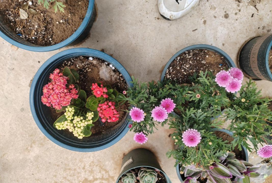 家庭养花用生根粉