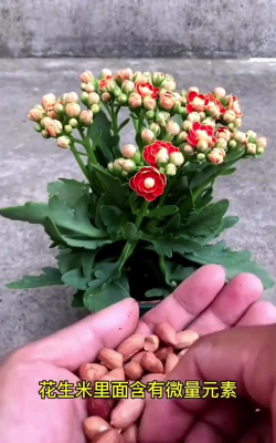 家庭养花用生根粉