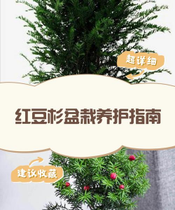 红豆杉树苗泛苗怎么办