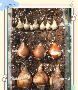 怎么促进球根植物多分球