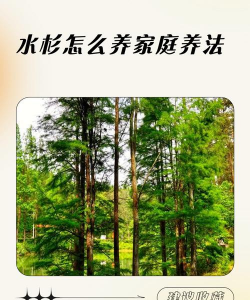 水杉如何养护夏天