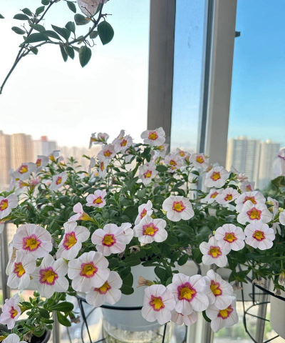 家庭养花用生根粉