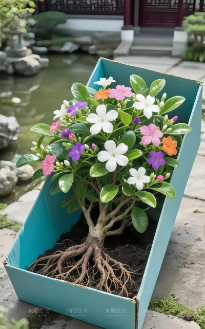 家庭养花用生根粉