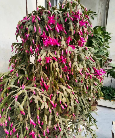 家庭养花用生根粉