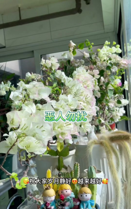 家庭养花用生根粉