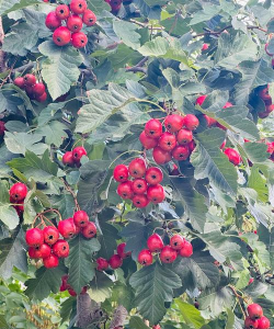 山楂树上的山楂是怎么了