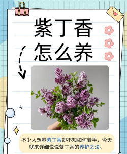 如何养紫丁香