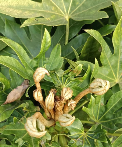 八角金盘的果子怎么发芽