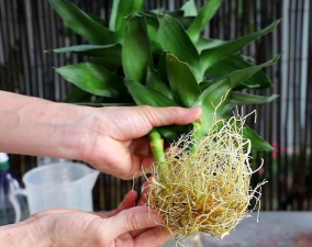 家庭养花用生根粉