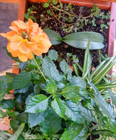 十字爵床叶子怎么会皱