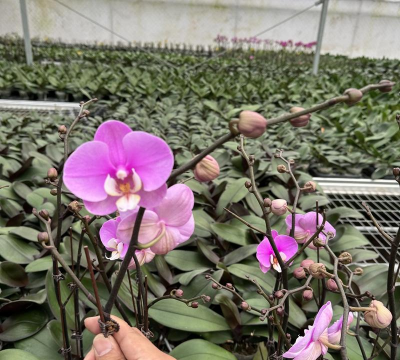 家庭养花用生根粉