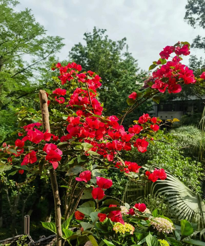 家庭养花用生根粉