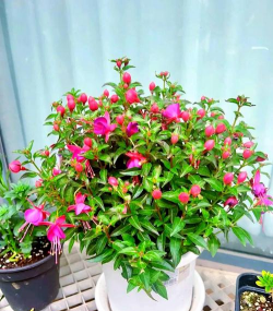 家庭养花用生根粉