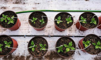 家庭养花用生根粉