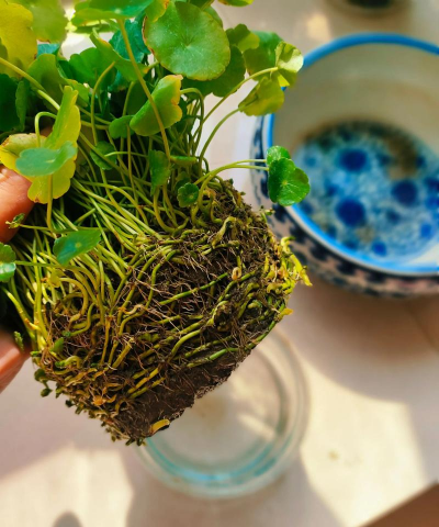 家庭养花用生根粉