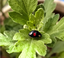 用瓢虫养花