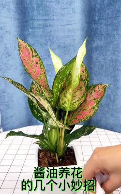 家庭养花用生根粉