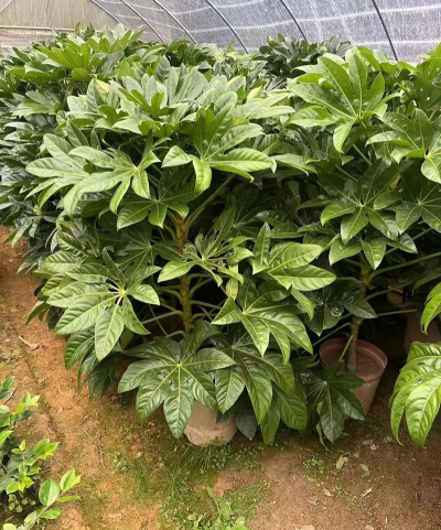 八角金盘太高怎么短截