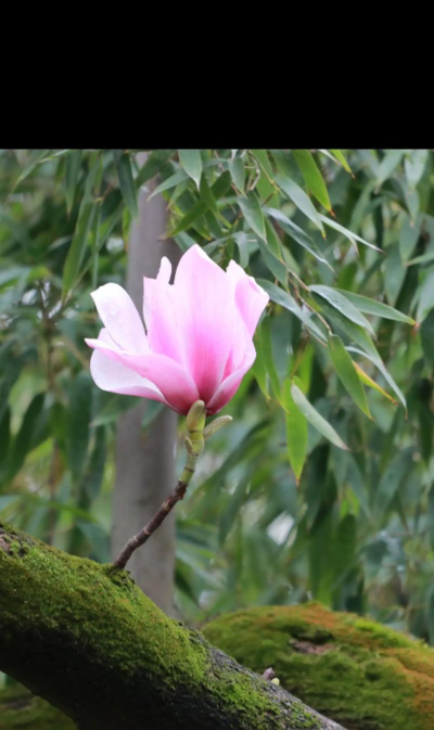 旱莲属于什么科什么属