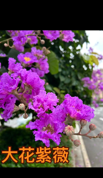 大花紫薇什么科什么属