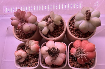 家庭养花用生根粉