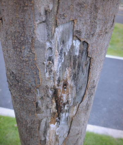 北栾树钻心虫害怎么办