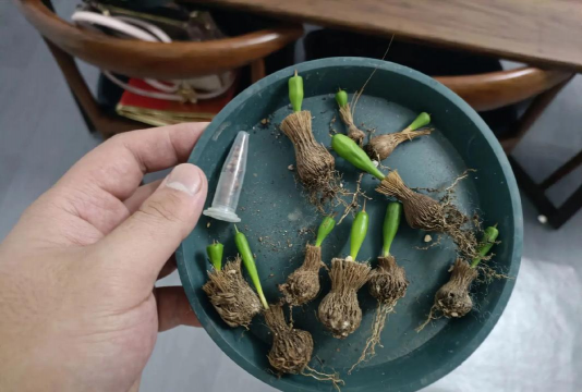 家庭养花用生根粉