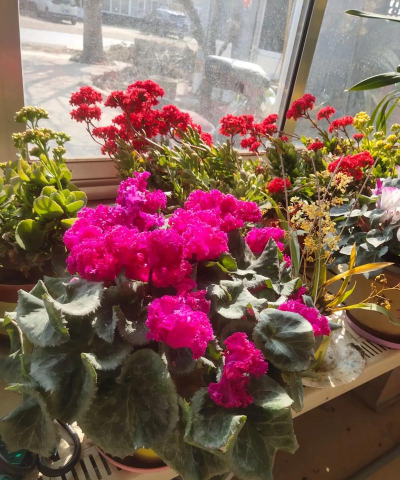 家庭养花用生根粉