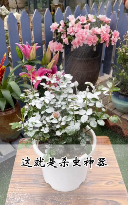 家庭养花用生根粉