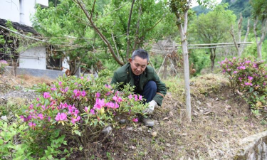 家庭养花用生根粉