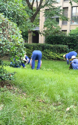 草坪养花工